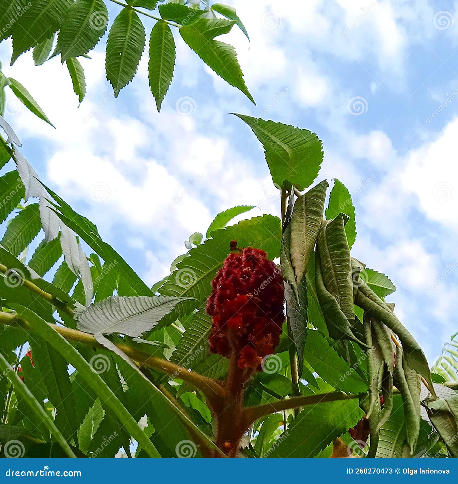 Sumac Plant Grows on Branches. Stock Image Image of forest, shrub