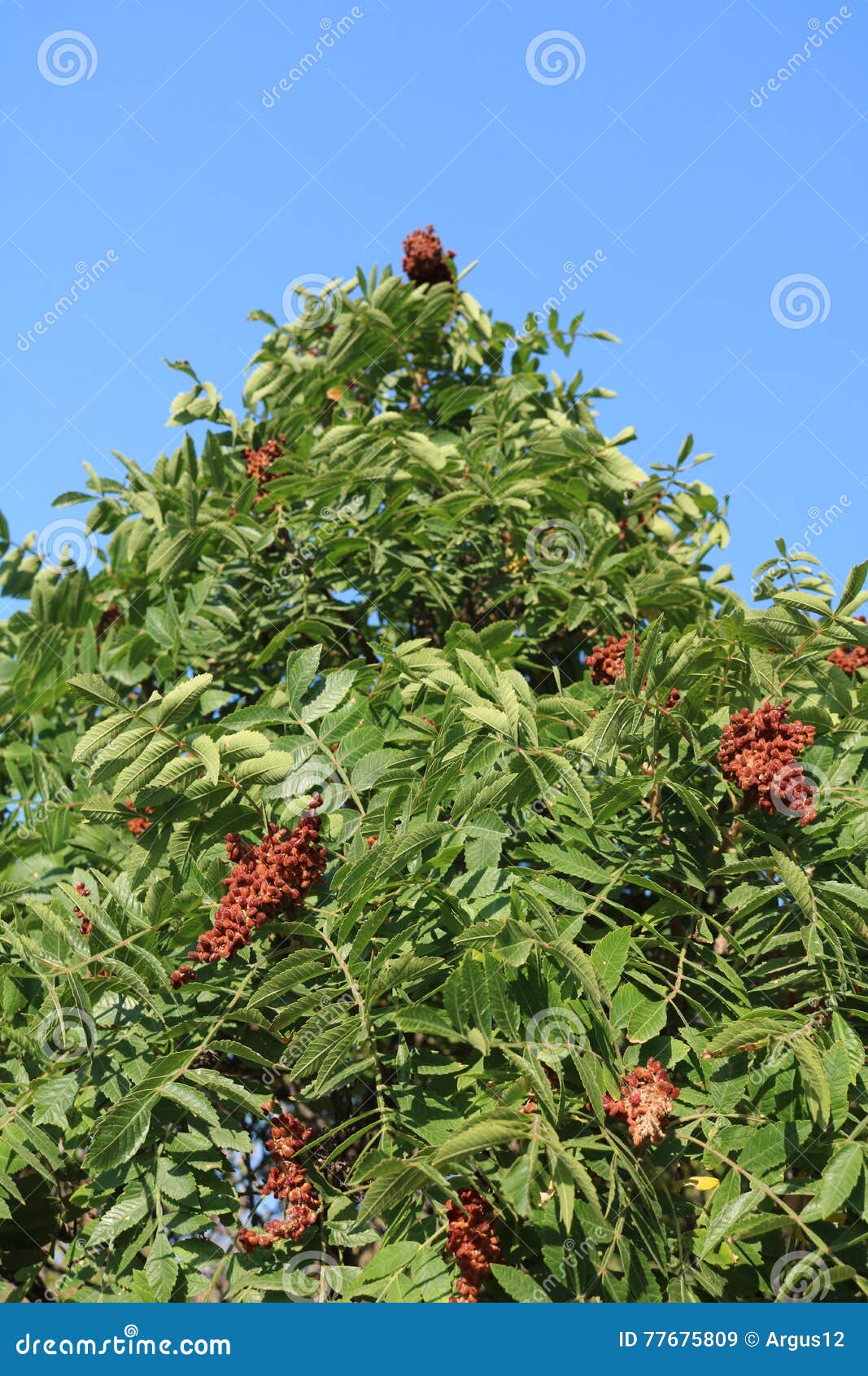 Sumac Tanning (Rhus Coriaria) Deciduous Tree or Shrub Stock Image