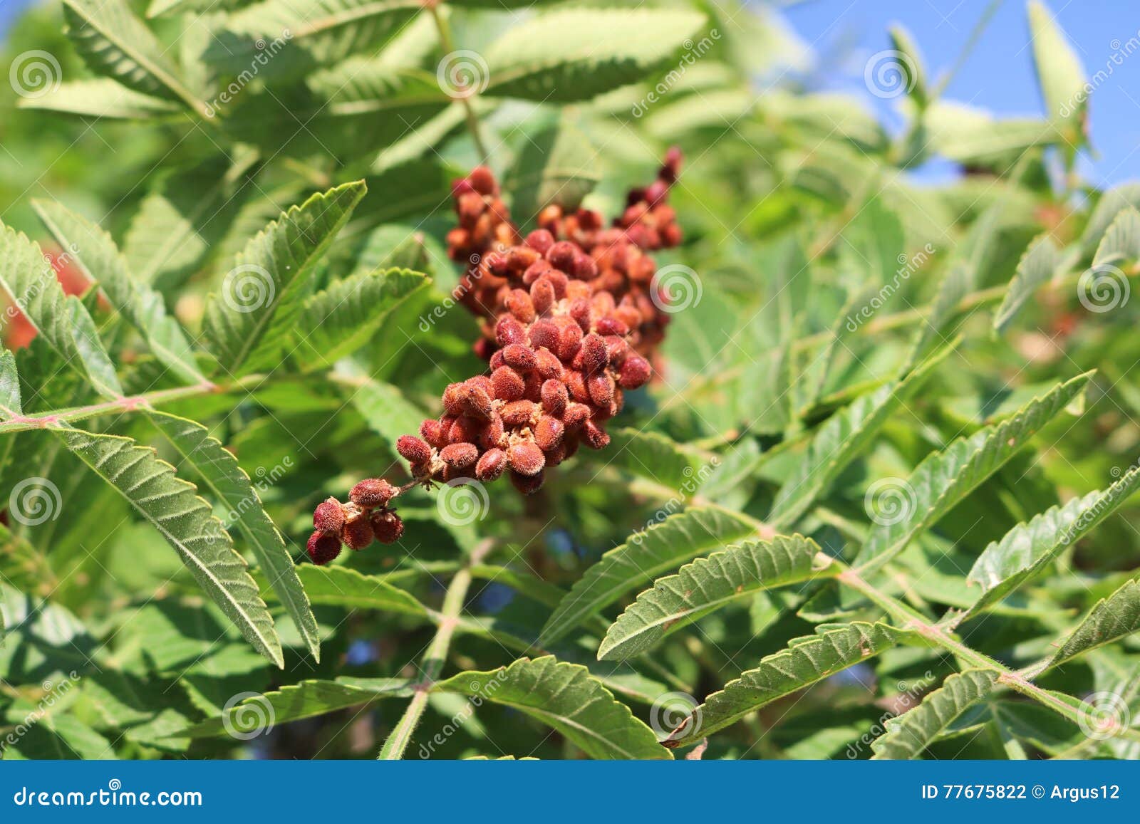 Sumac tanning stock photo. Image of branches, tanning 77675822