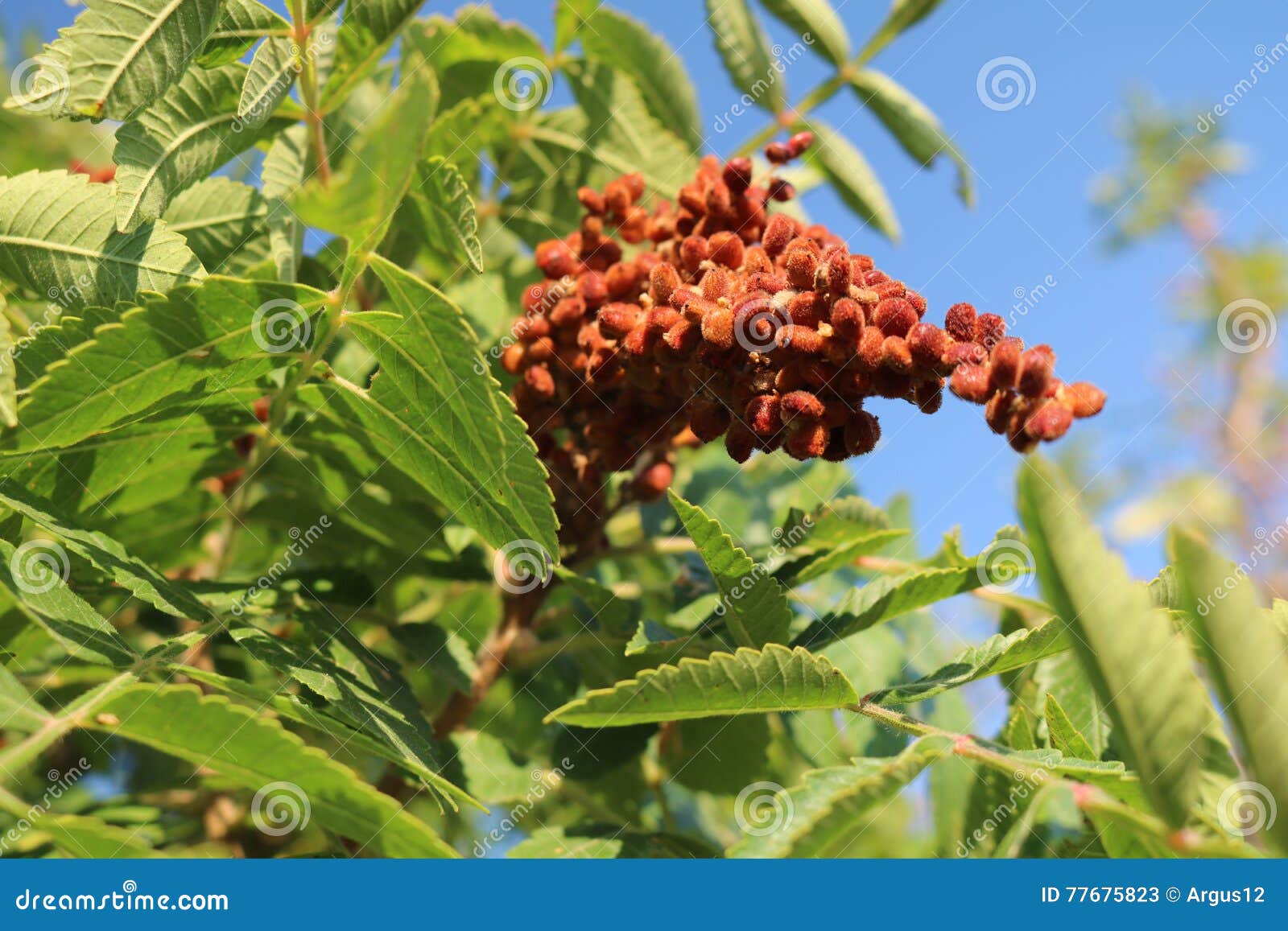 Sumac tanning stock image. Image of sumac, deciduous 77675823