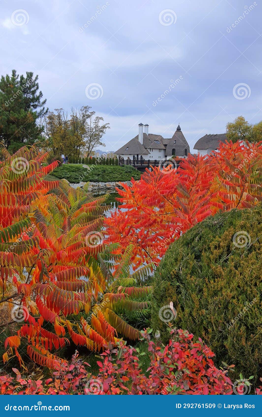 sumac tree branch with red yellow leaves on autumn day. sumah is beautiful ornamental tree or bush with red leaves in fall