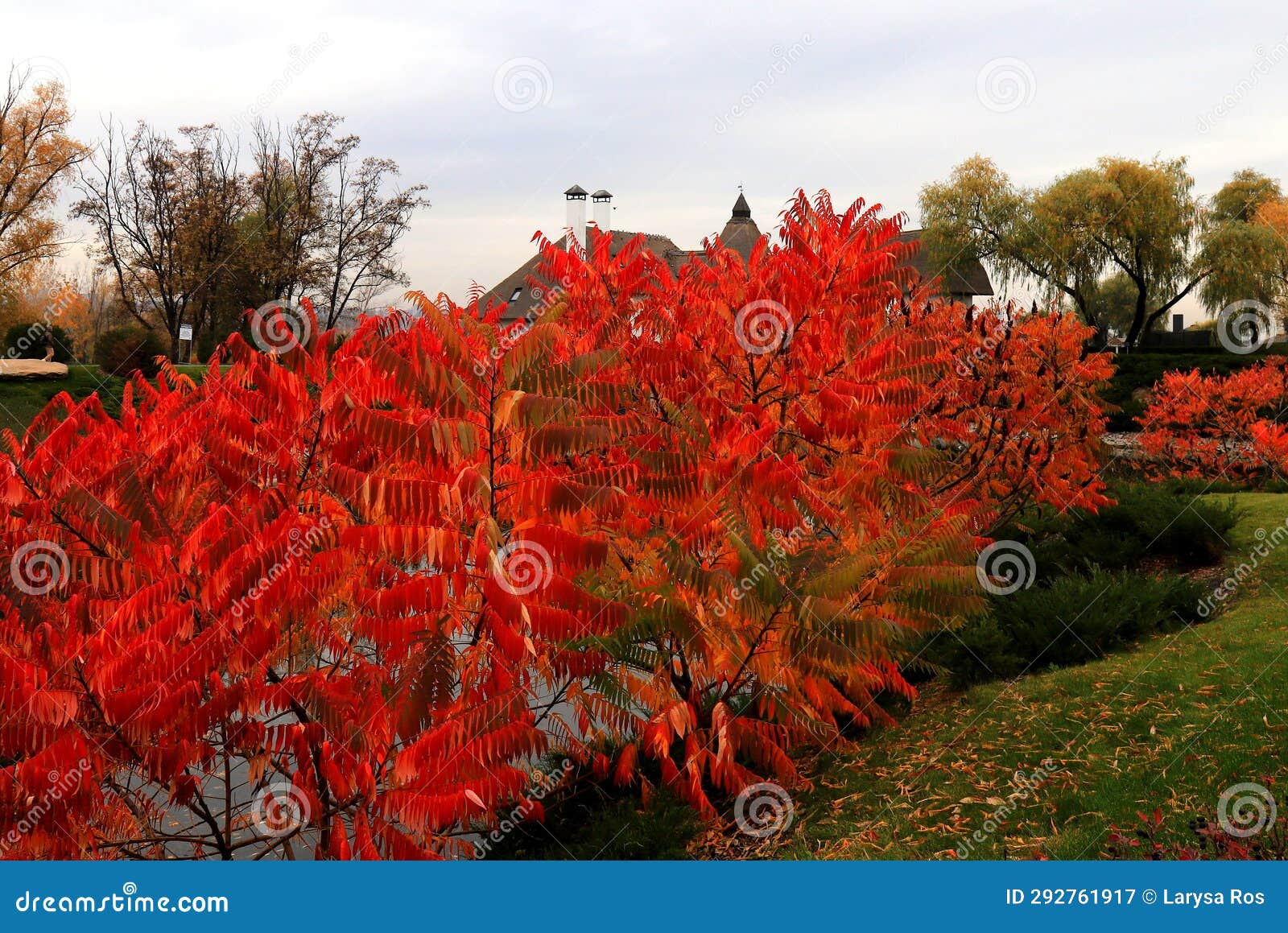 sumac tree branch with red yellow leaves on autumn day. sumah is beautiful ornamental tree or bush with red leaves in fall