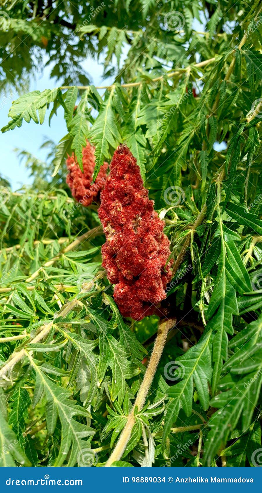 Sumac tree stock photo. Image of twig, sprout, color 98889034