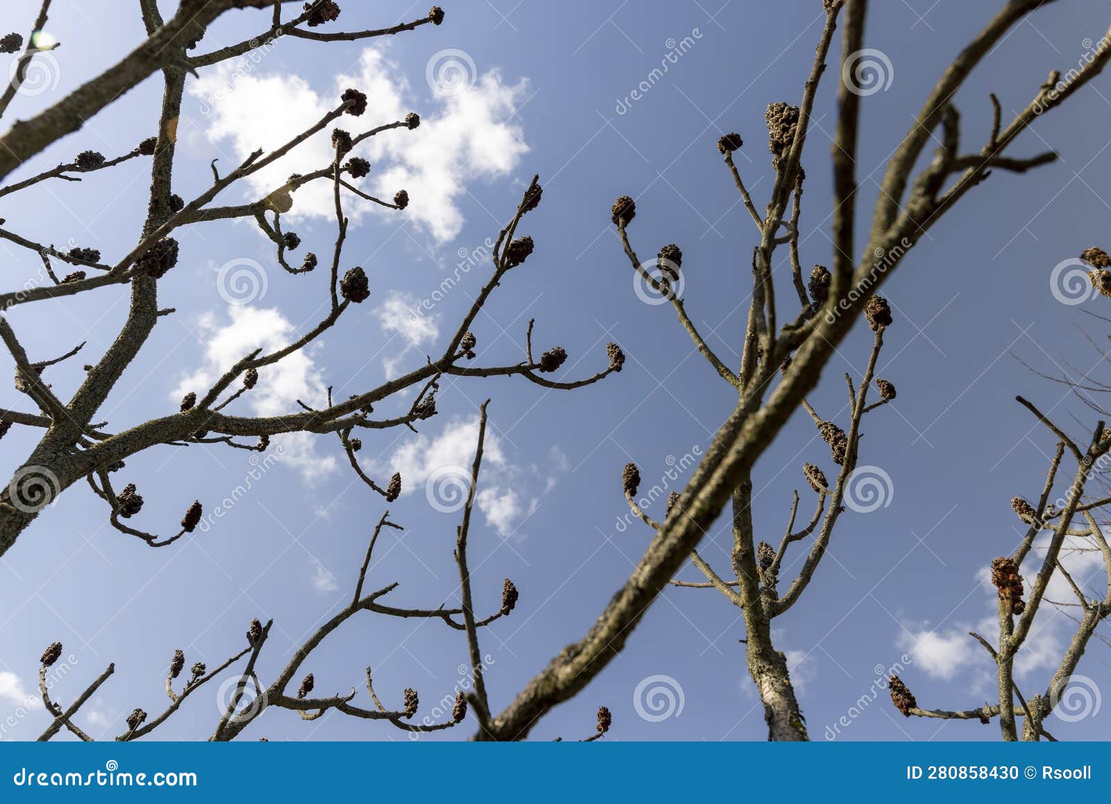 Sumac Tree in Sunny Weather in Early Spring Stock Photo Image of