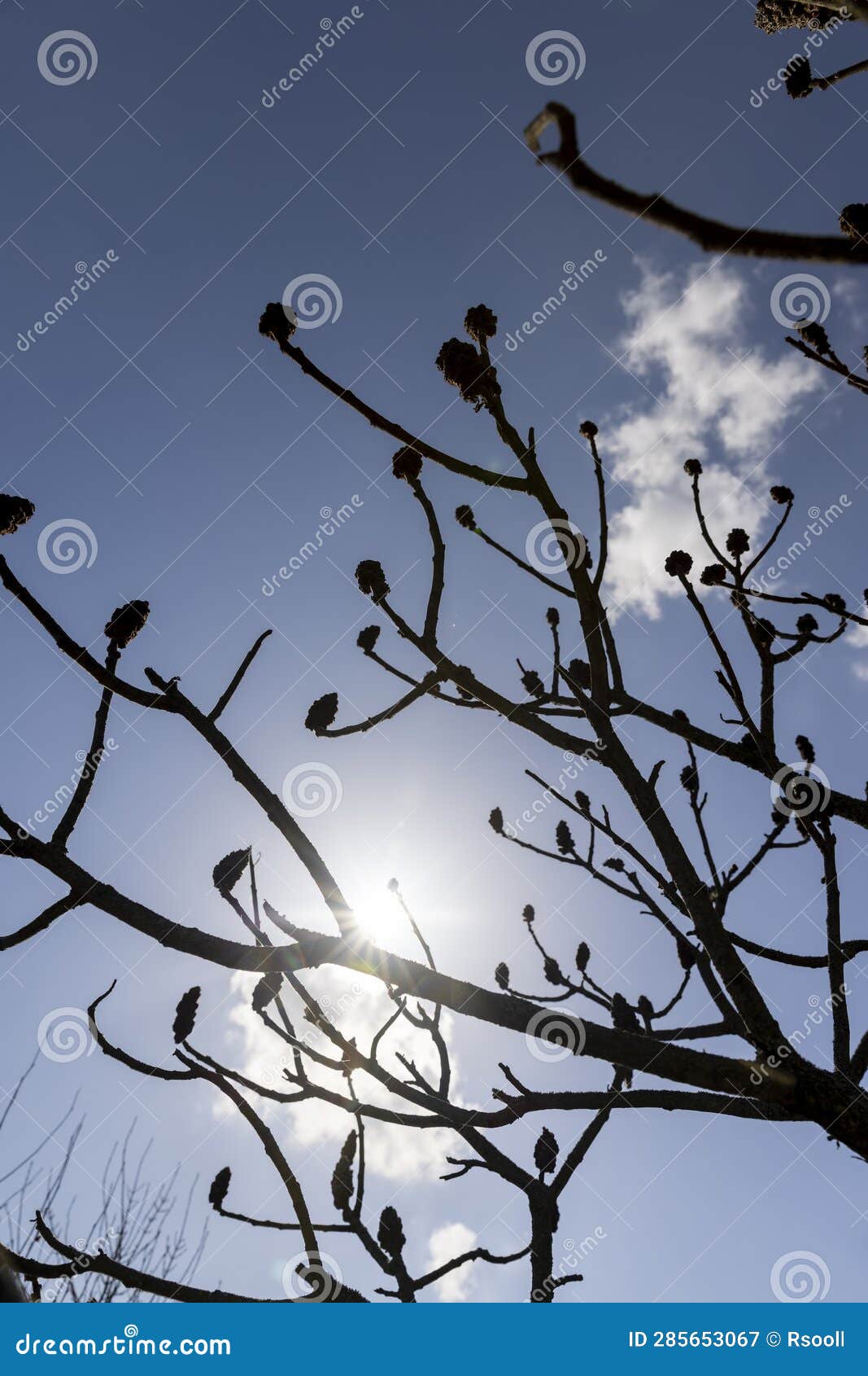 Sumac Tree in Sunny Weather in Early Spring Stock Image Image of