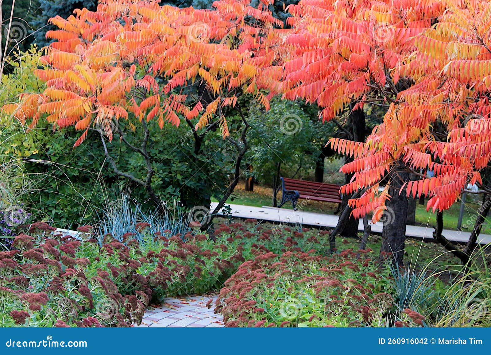 Sumac Vinegar Tree in the Autumn Garden, Background Image Stock Photo