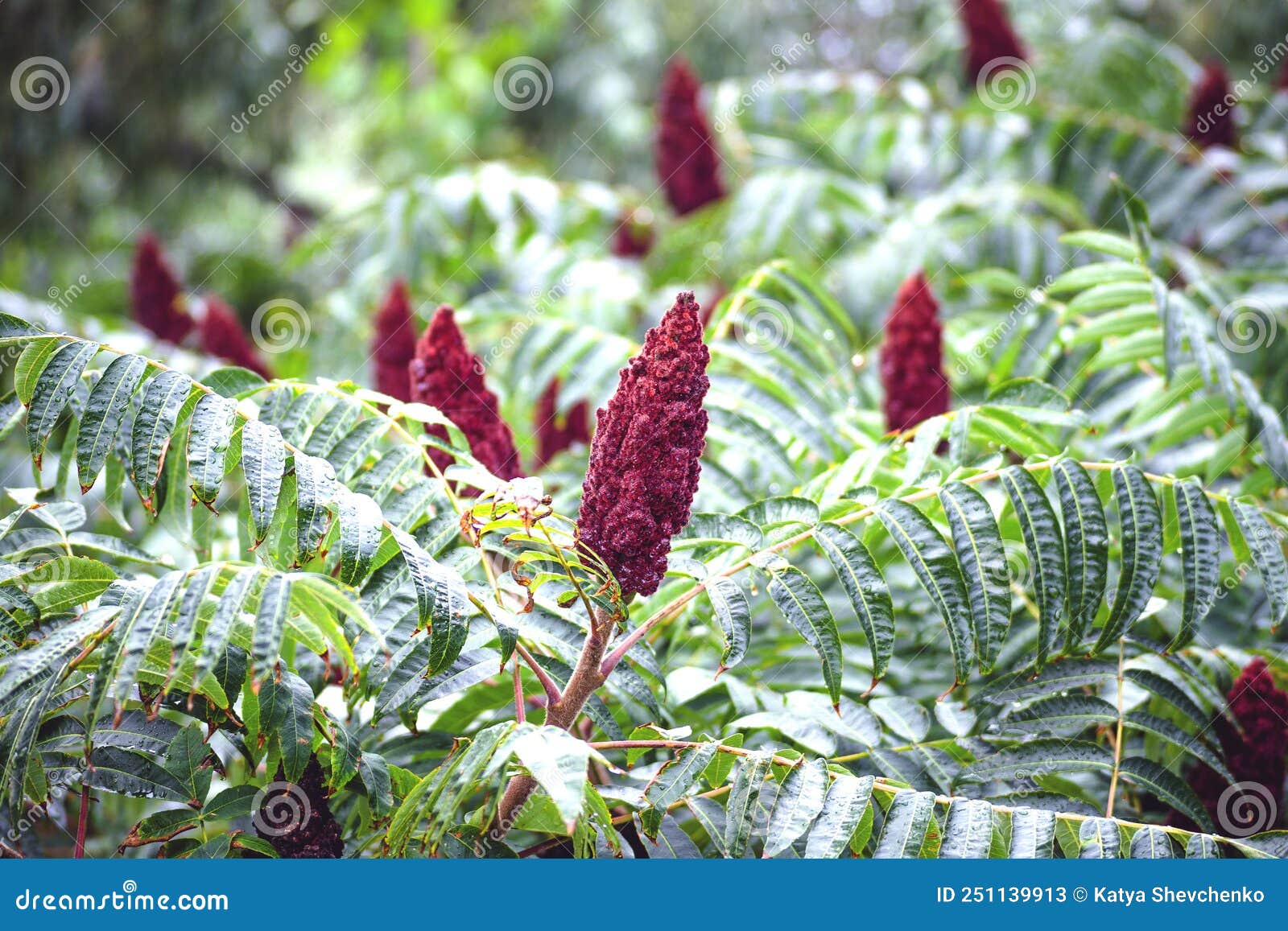 Sumac Vinegar Tree Closeup Stock Image Image of natural, nature