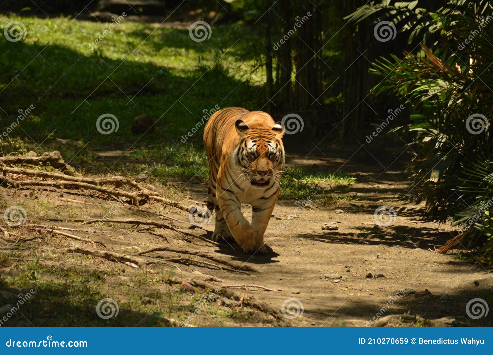 sumatera tiger at surabaya east java zoo