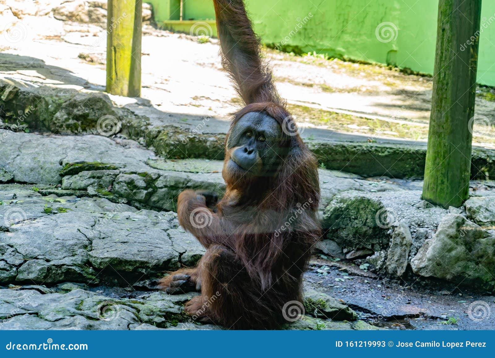 Primate in a zoo stock image. Image of jungle, exotic 161219993