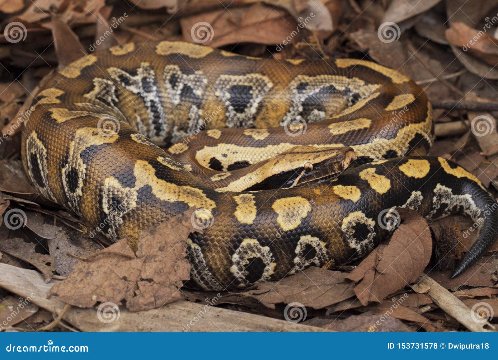 sumatran blood python / python brongersmai