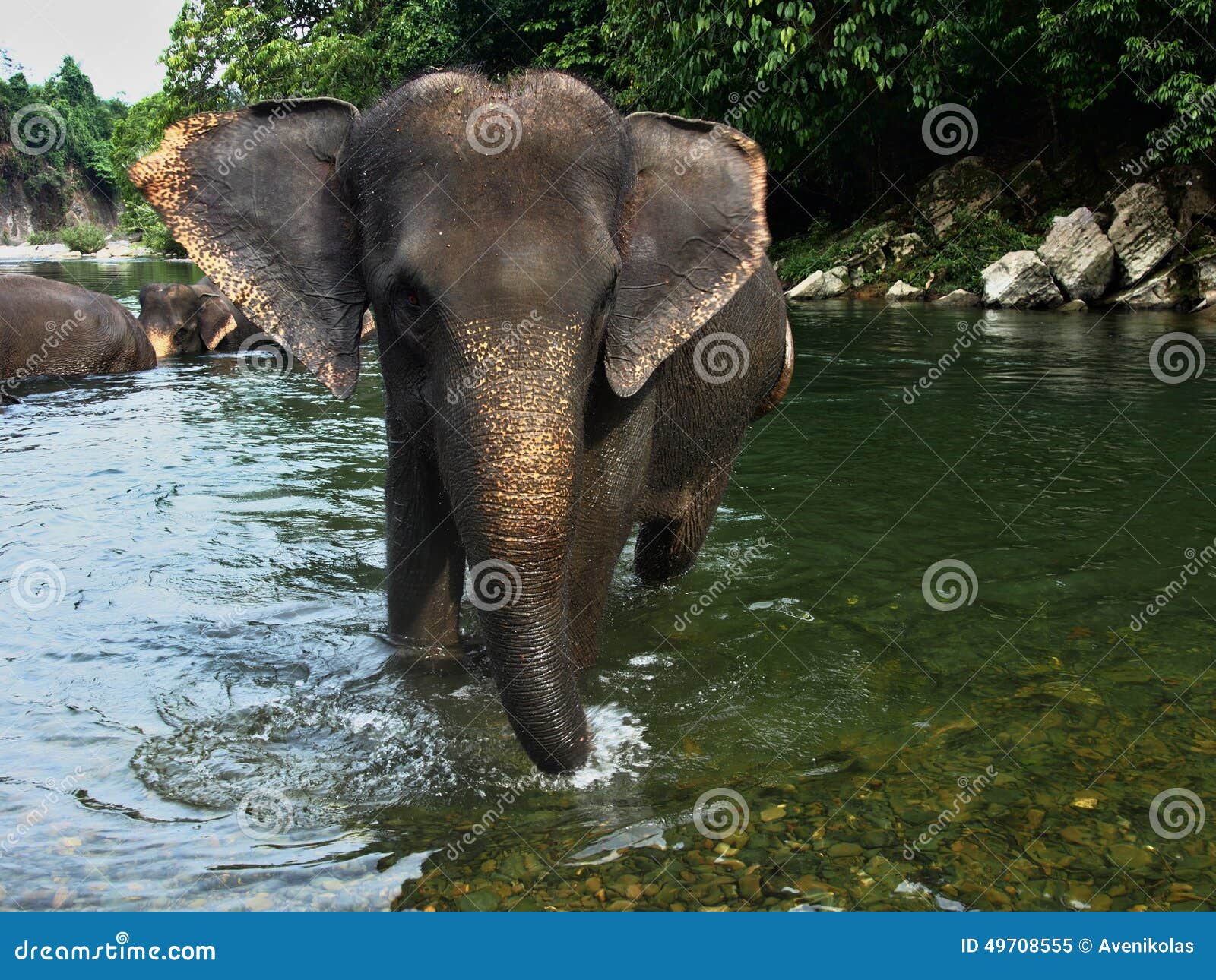 Sumatran Elephant while Walking in the River Stock Image - Image of ...