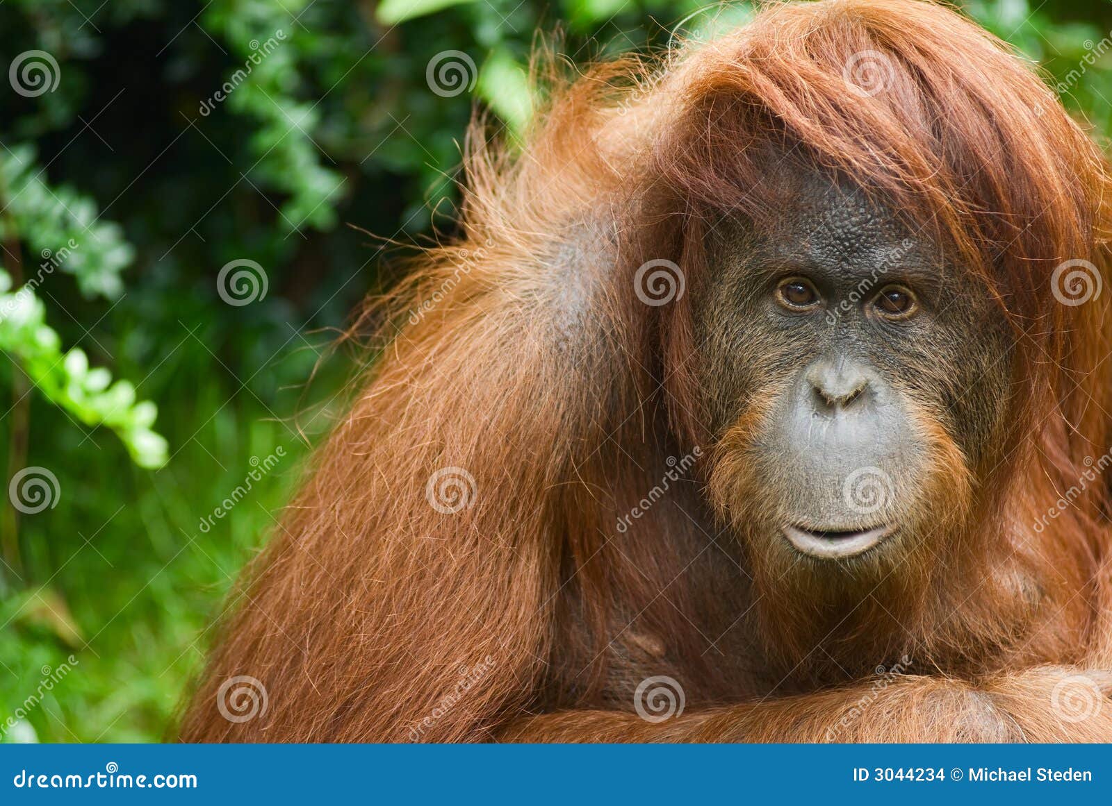 sumatran orangutan