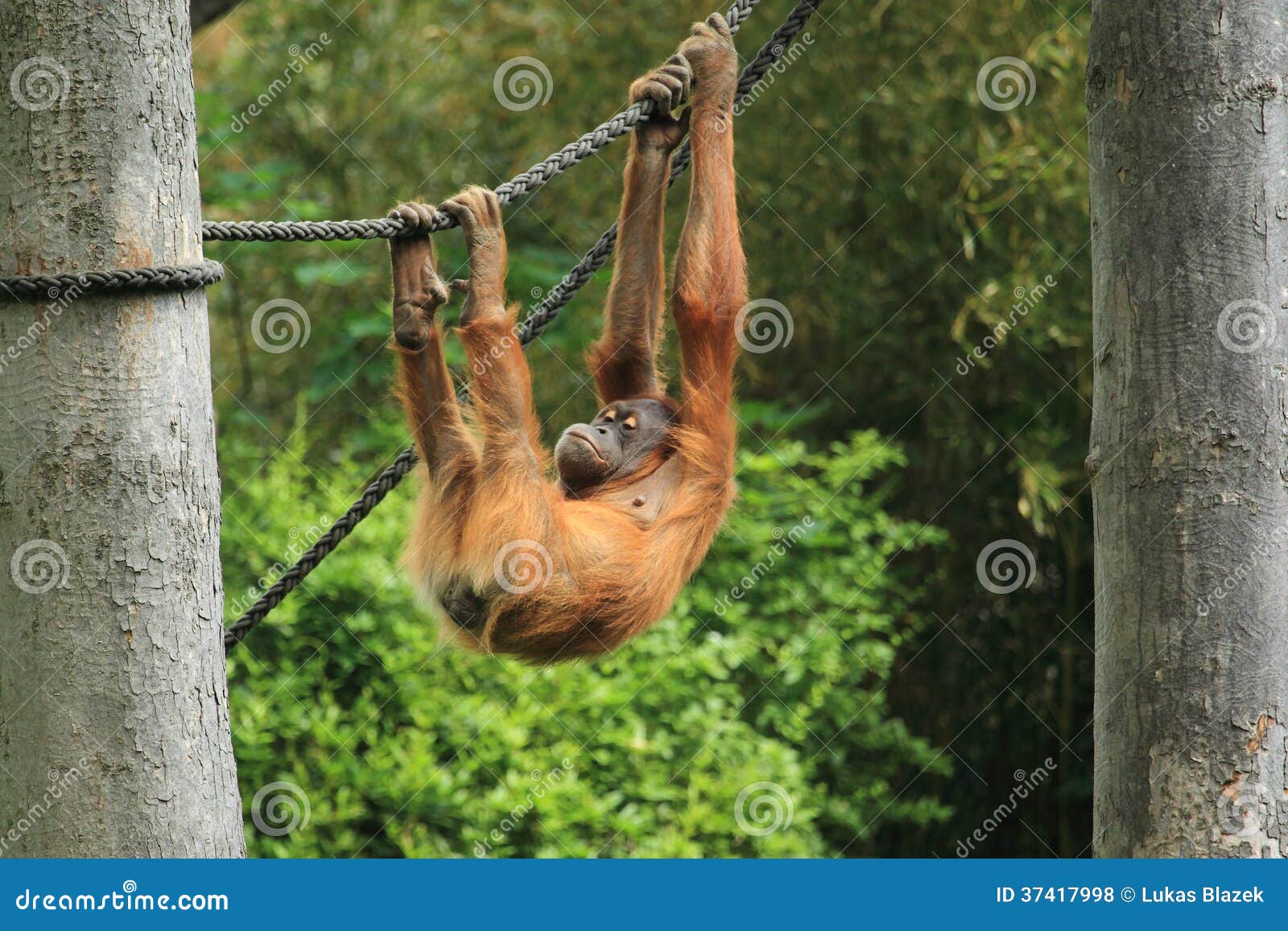 sumatran orangutan juvenile
