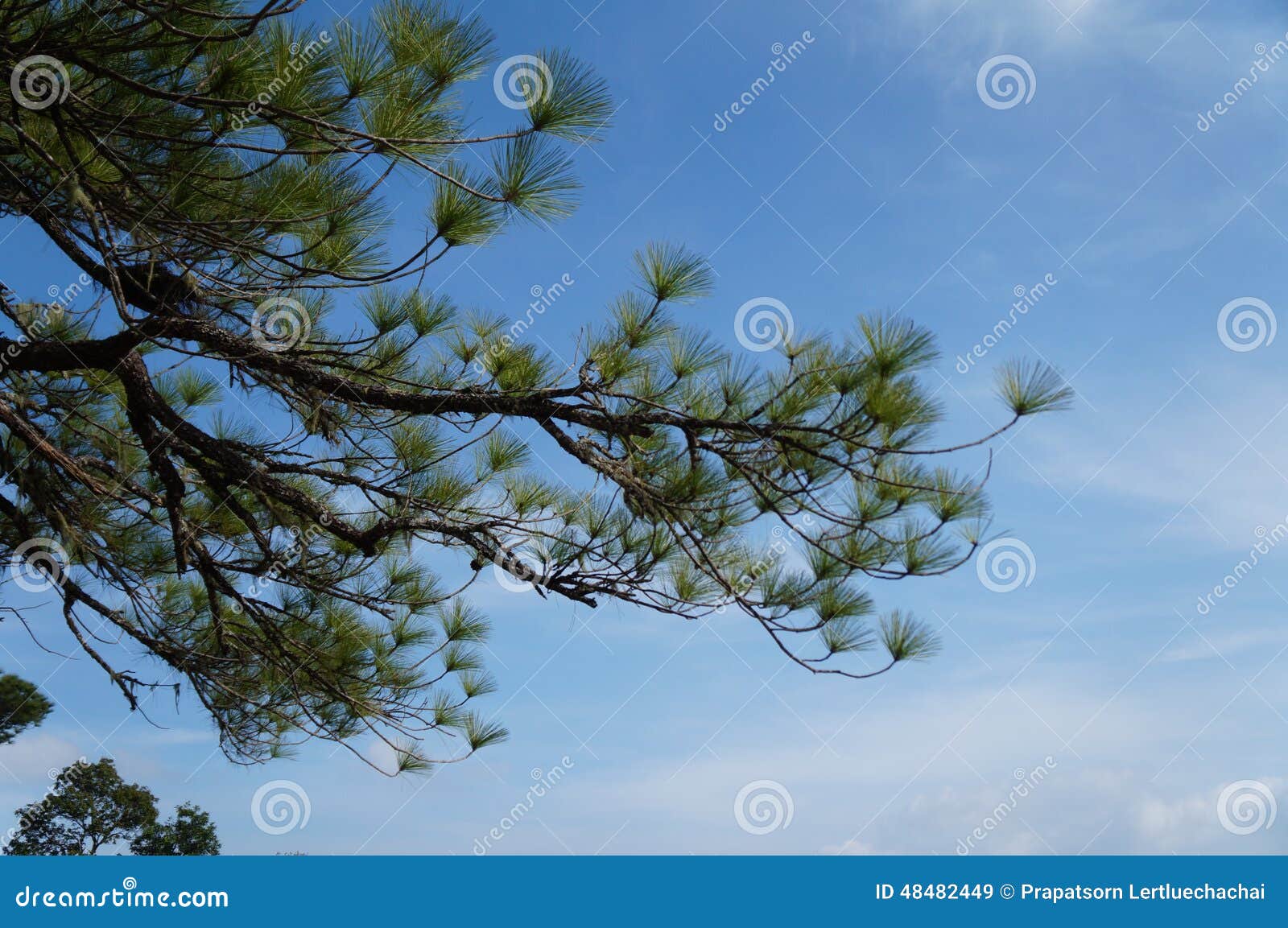  Sumatran Pine  2 stock image Image of pine  sumatran  