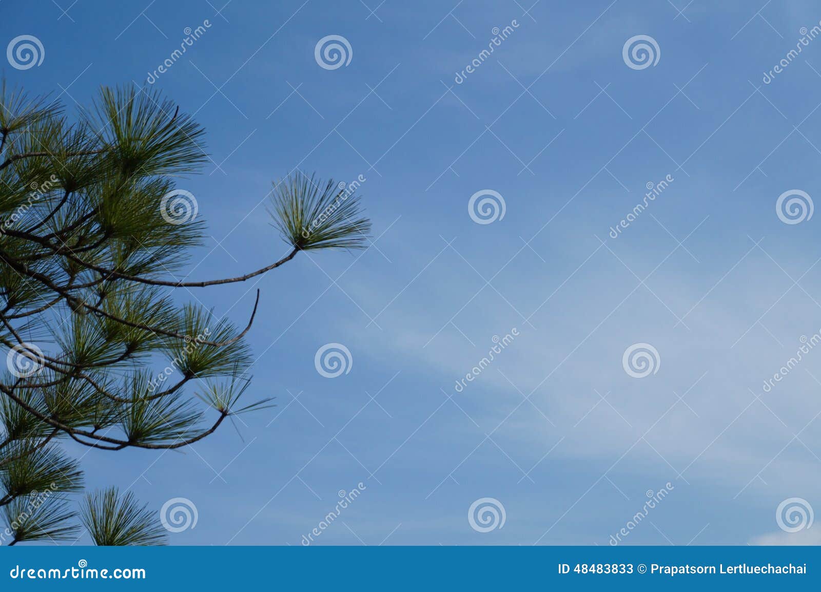  Sumatran Pine  5 stock image Image of group sour 
