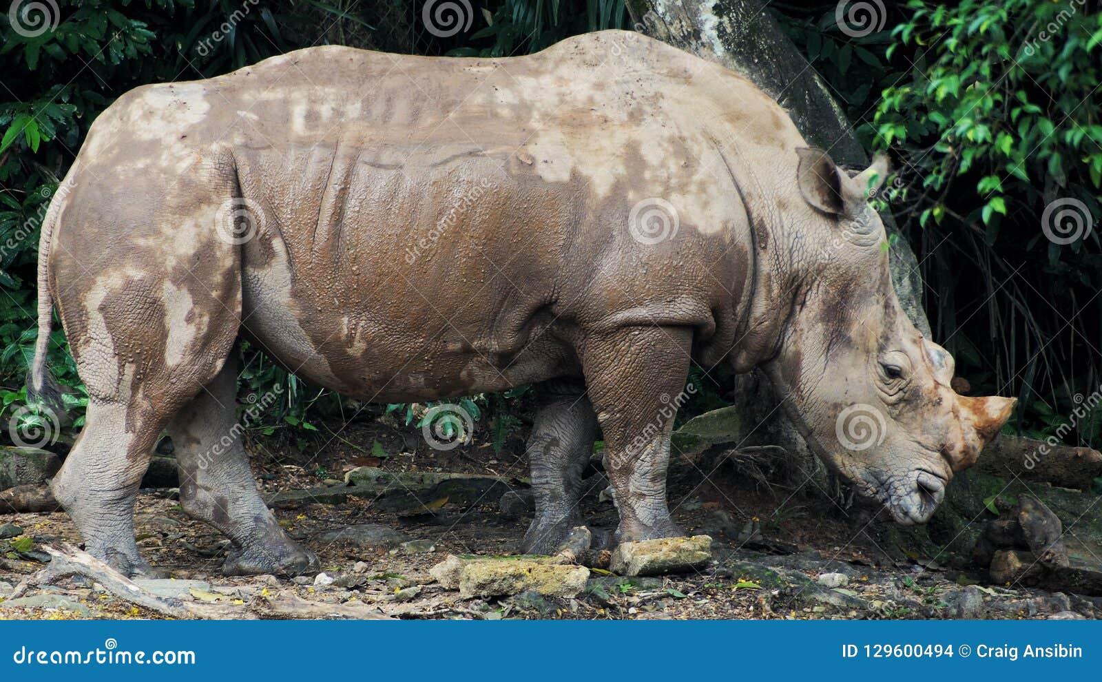 sumatran rhinoceros an animal that is extinct