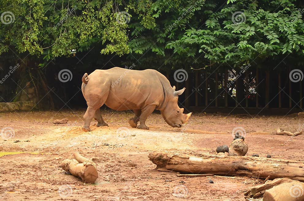 Sumatran Rhinoceros in Captivity Stock Image - Image of asian