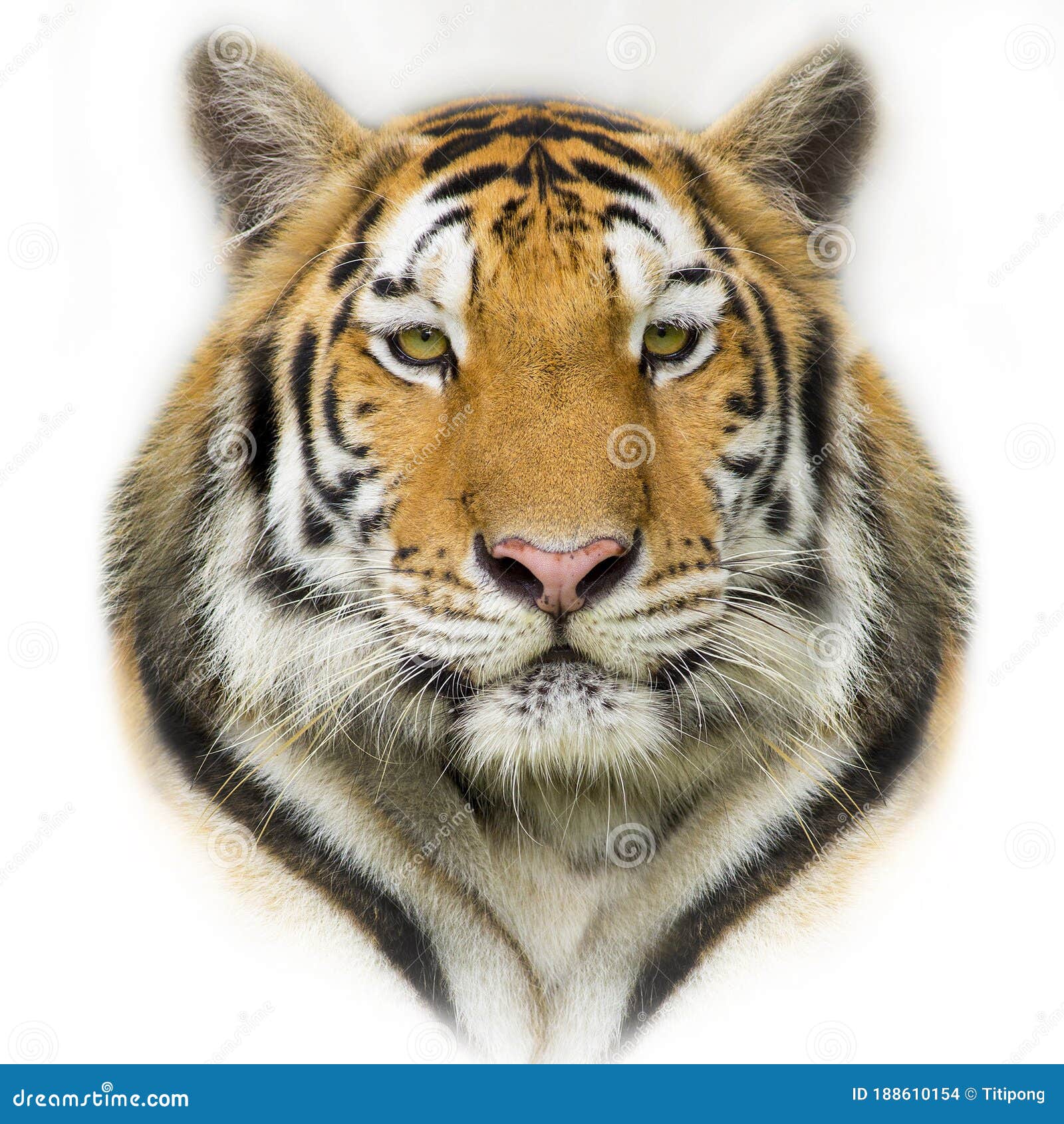Sumatran tiger head stock photo. Image of head, white 188610154