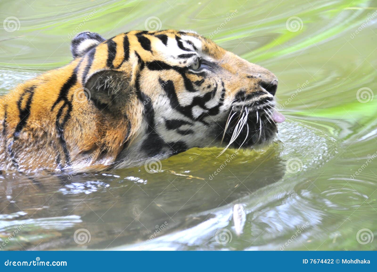 7,672 Sumatran Tiger Images, Stock Photos, 3D objects, & Vectors