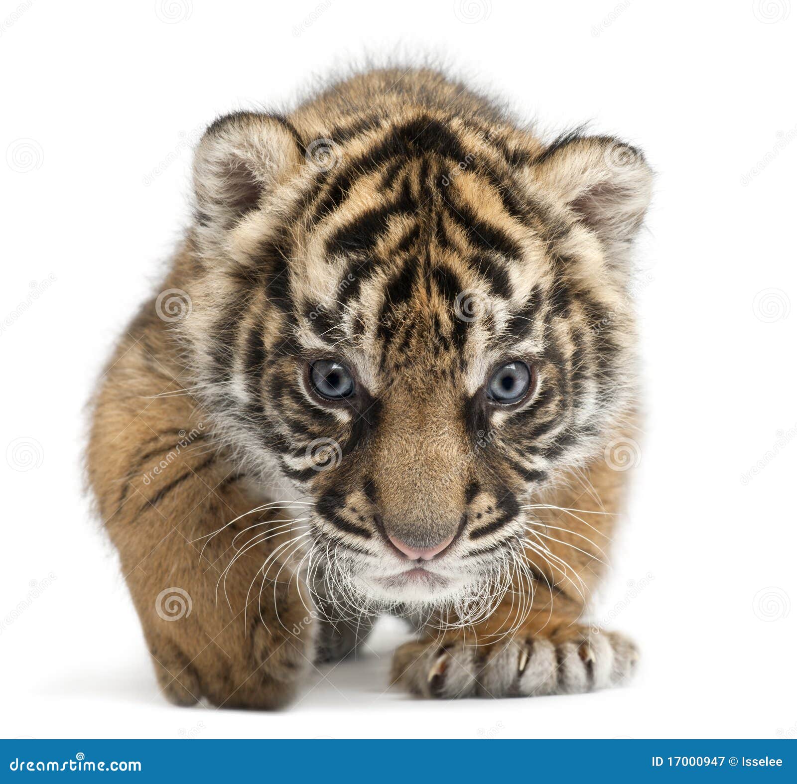 sumatran tiger cub, panthera tigris sumatrae