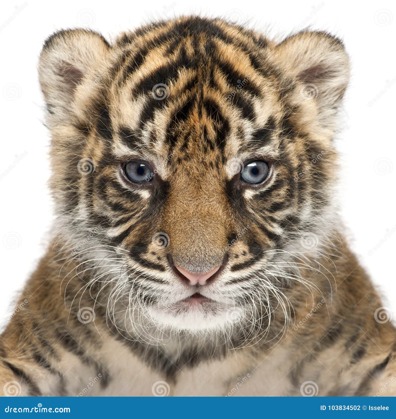 sumatran tiger cub, panthera tigris sumatrae, 3 weeks old, in fr