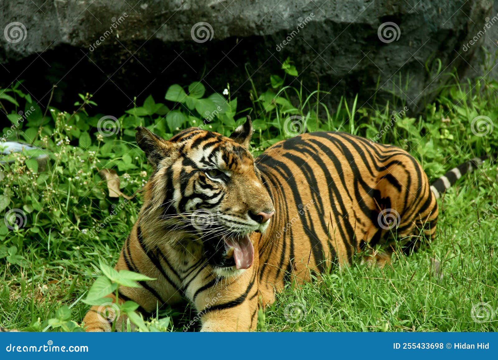 Sumatran Tiger Lying Down on the Grass Stock Photo Image of hunter, spotted 255433698