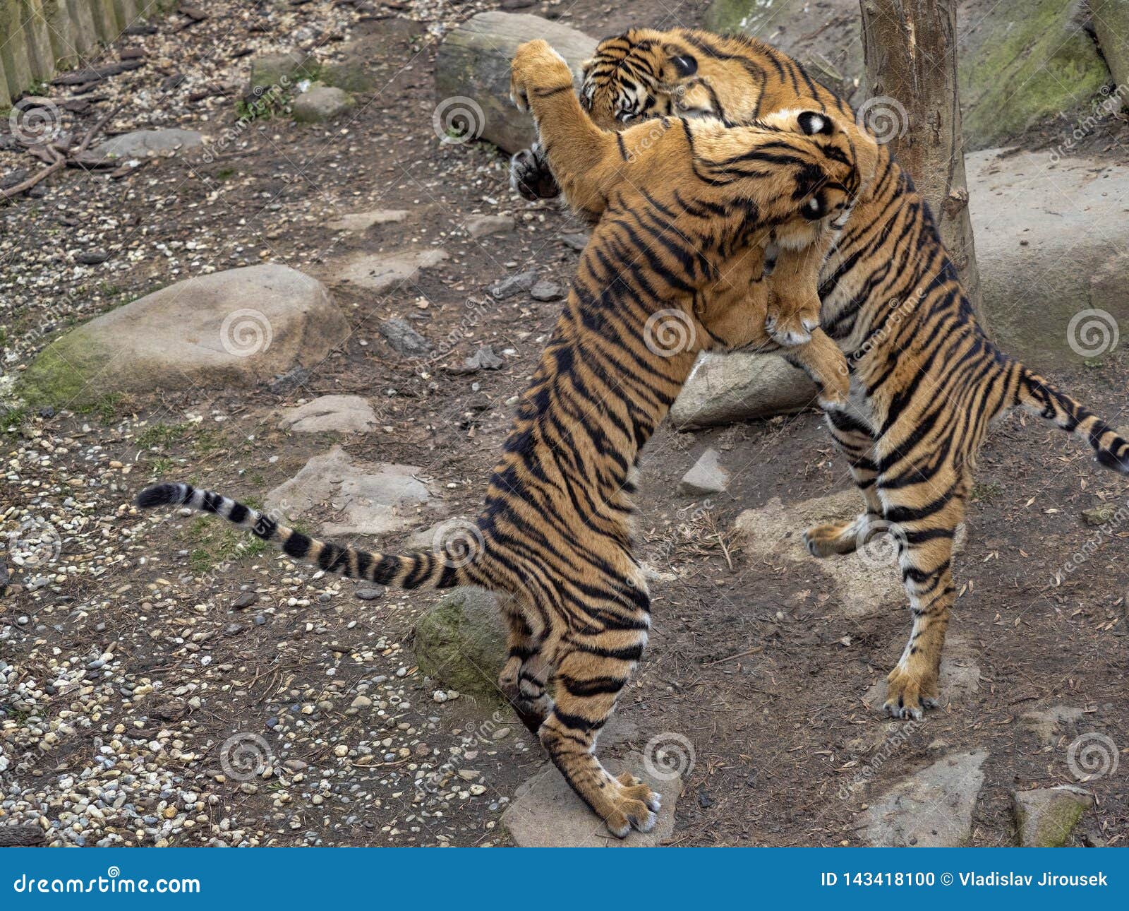 Sumatran Tiger, Panthera Tigris Sumatrae, Young Females Practice Fights  Stock Photo - Image of animal, environment: 143418100