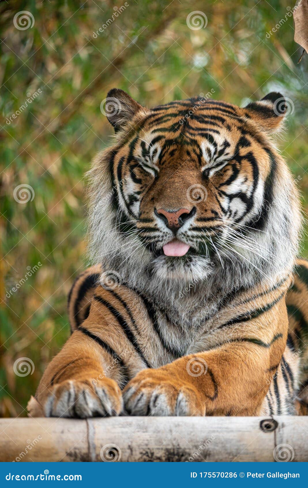 Sumatran Tiger Sitting and Making a Funny Face Stock Photo - Image of orange, mammal: 175570286 Sumatran Tiger Sitting and Making a Funny Face Stock Photo - Image of orange, mammal: 175570286