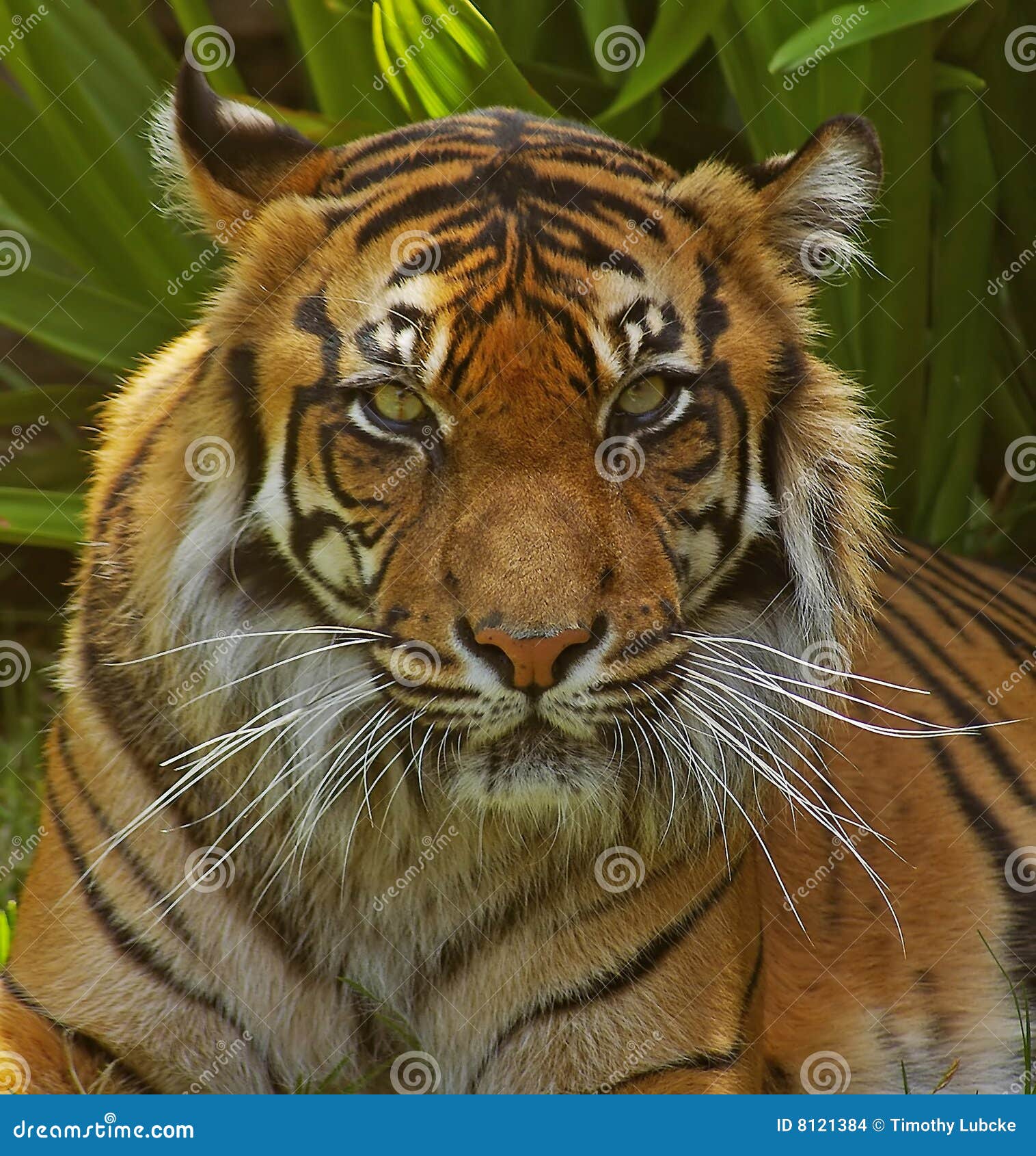 sumatran tigress.