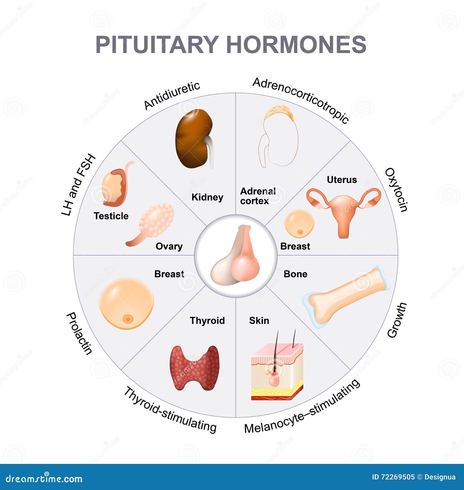 hormone secreted by the adrenal gland hormone secreted by the adrenal gland