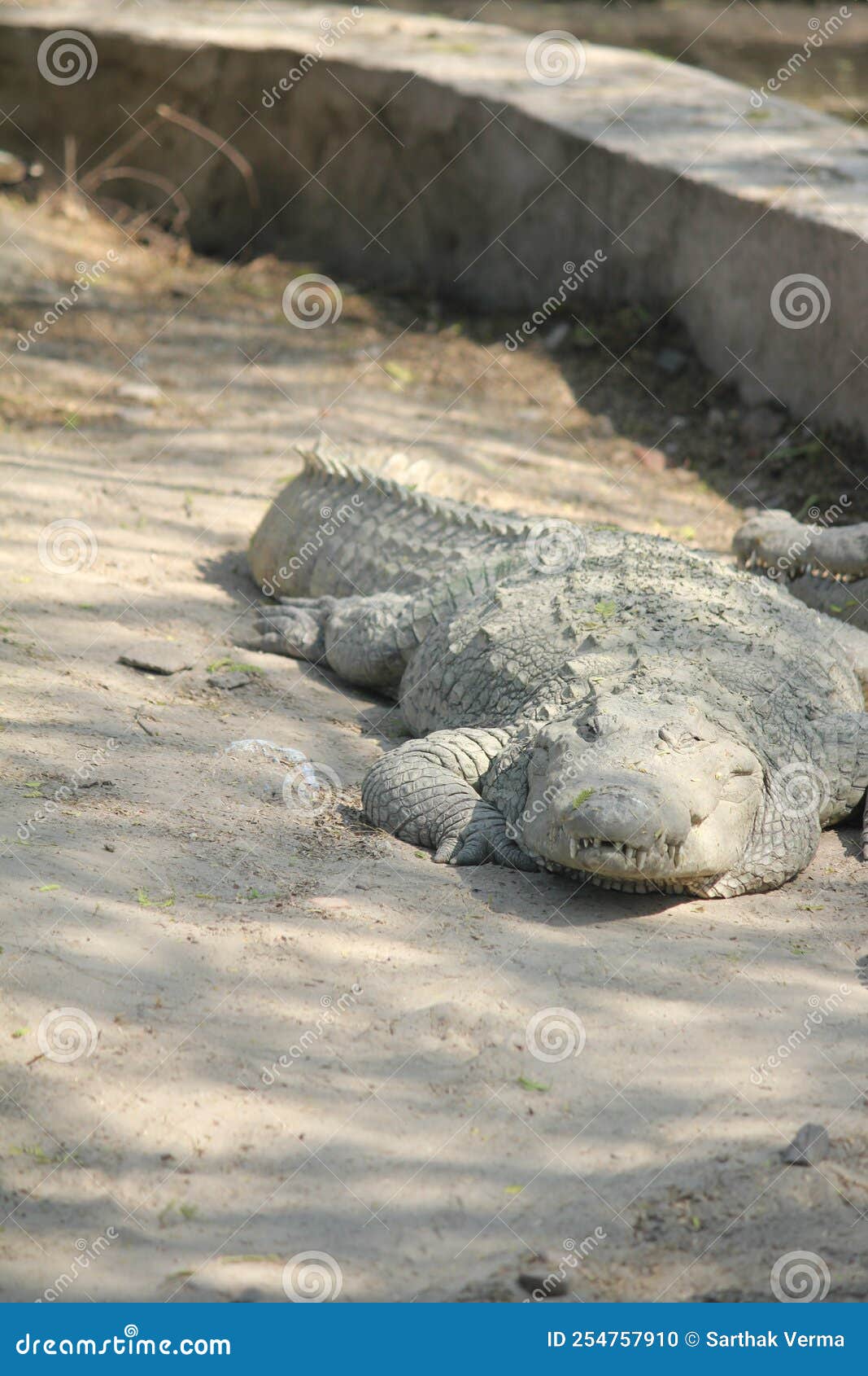 the resting crocodile - sunbathing
