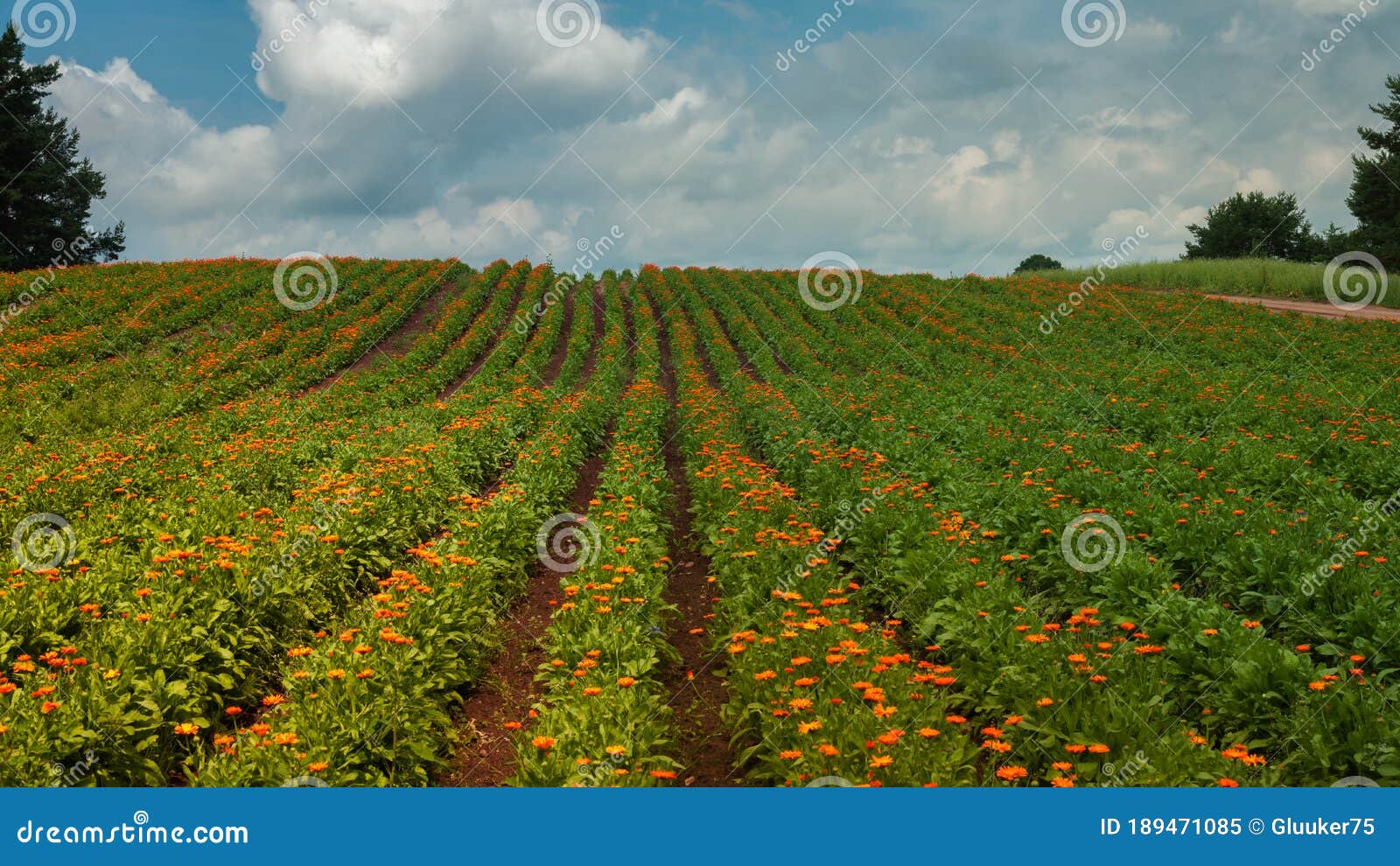 summer agricultural landscape. field hill with green rows of plants and orange wildflowers under a blue cloudy sky. posterolateral