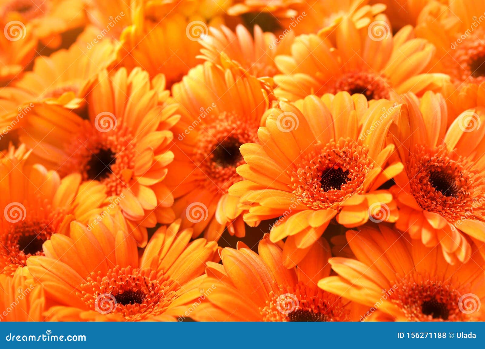 summer/autumn blossoming gerbera flowers orange background