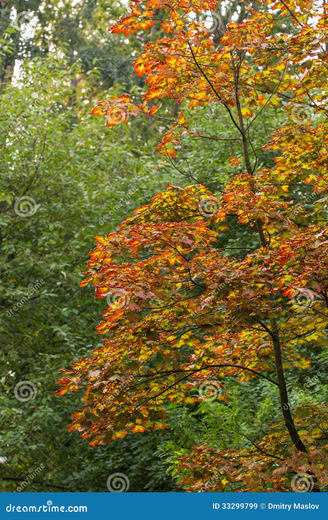 Between Summer And Fall Between summer and autumn stock image. Image of branch - 33299799