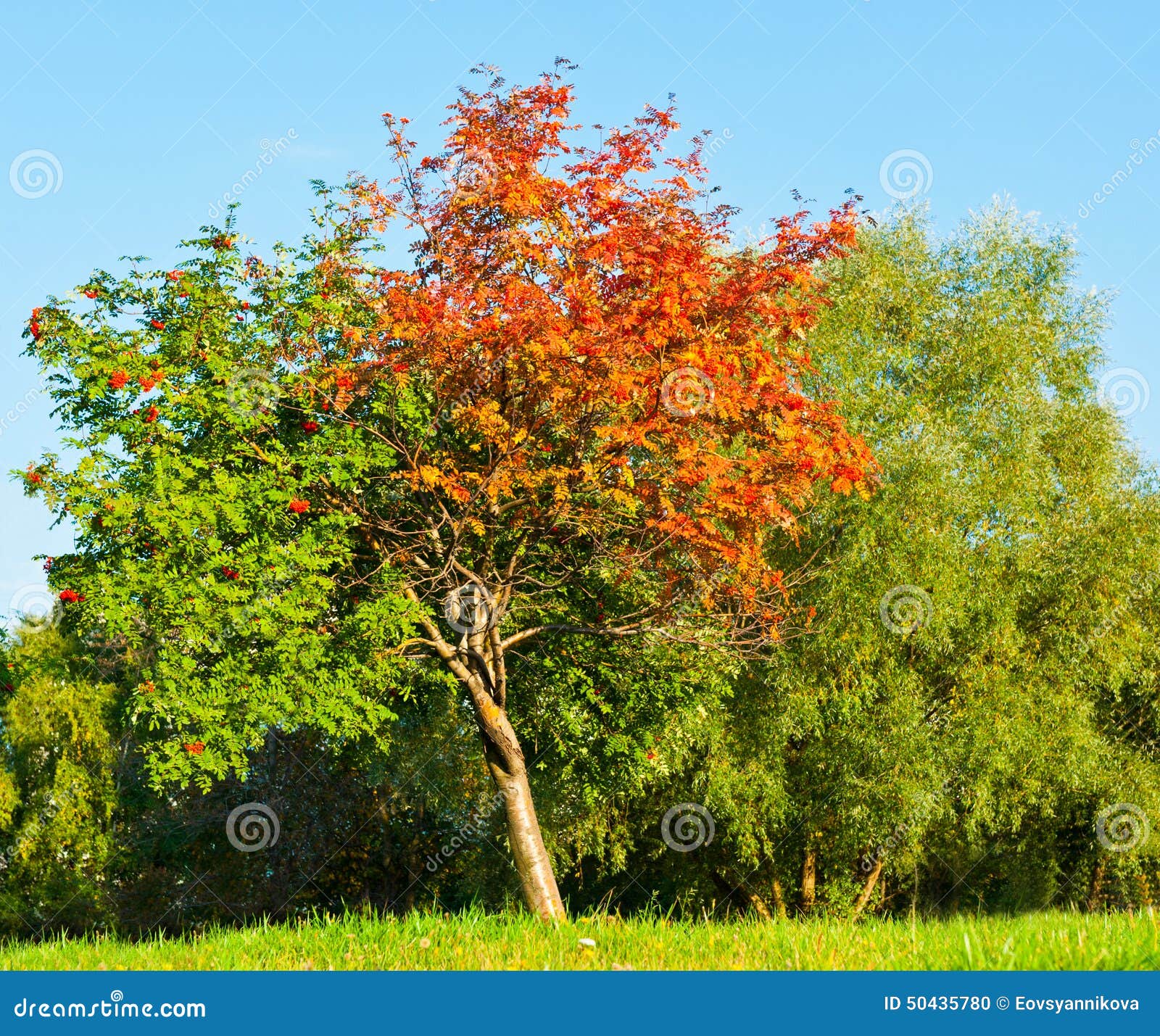 Summer And Autumn Seasons Red And Green Leaves Stock Photo Image Of Rowan Leaf