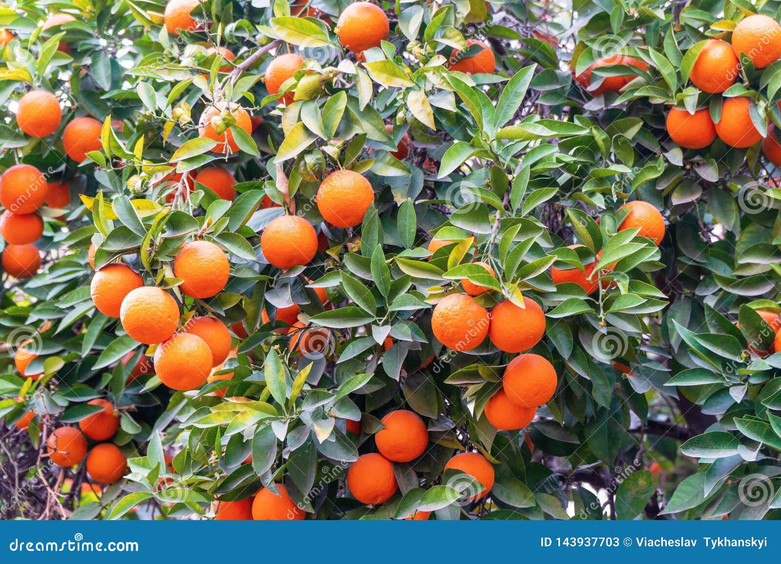 Summer Background.Orange Tree . Moroccan Oranges Oranges Tree Stock