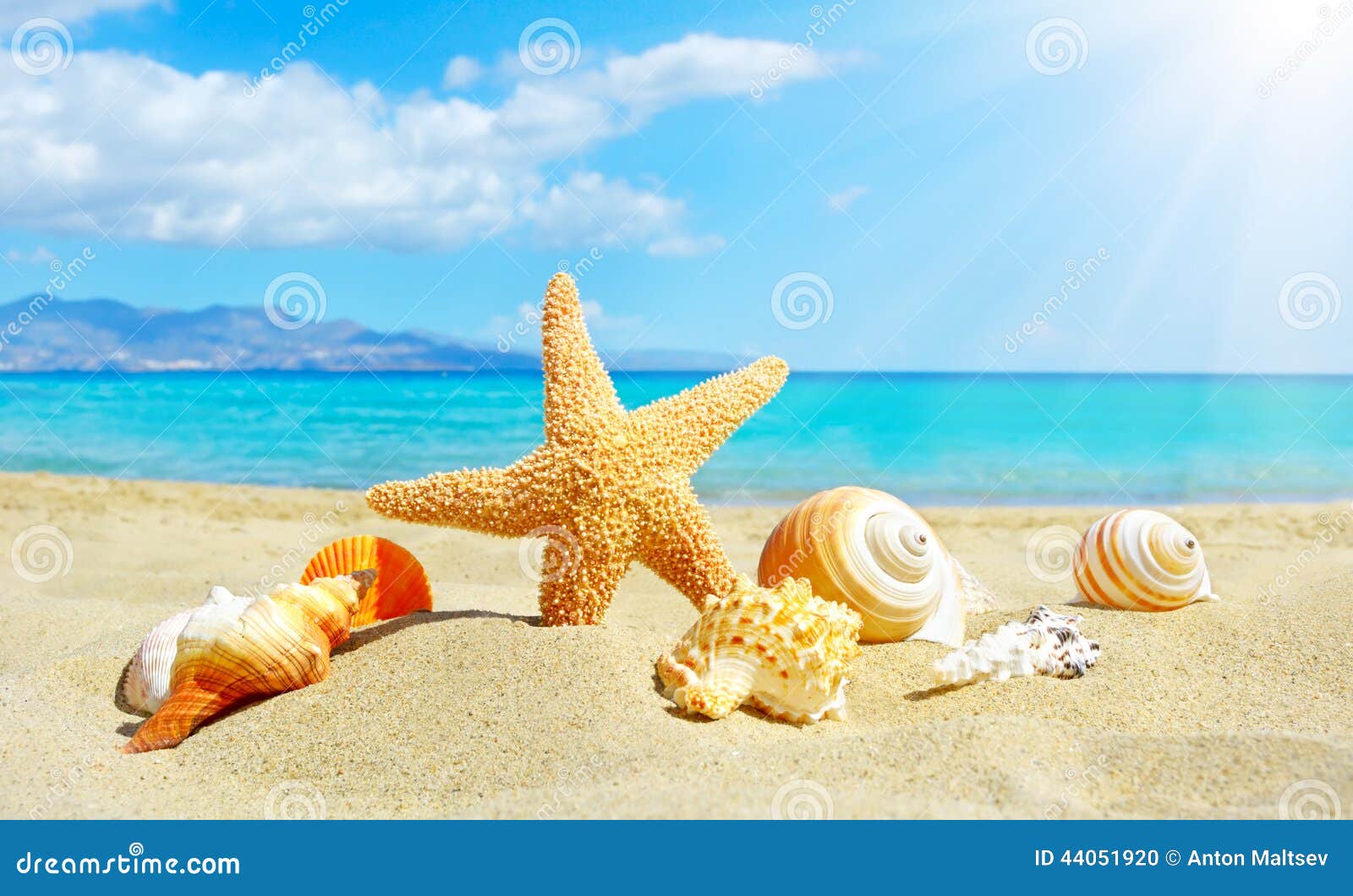 summer beach with starfish and shells