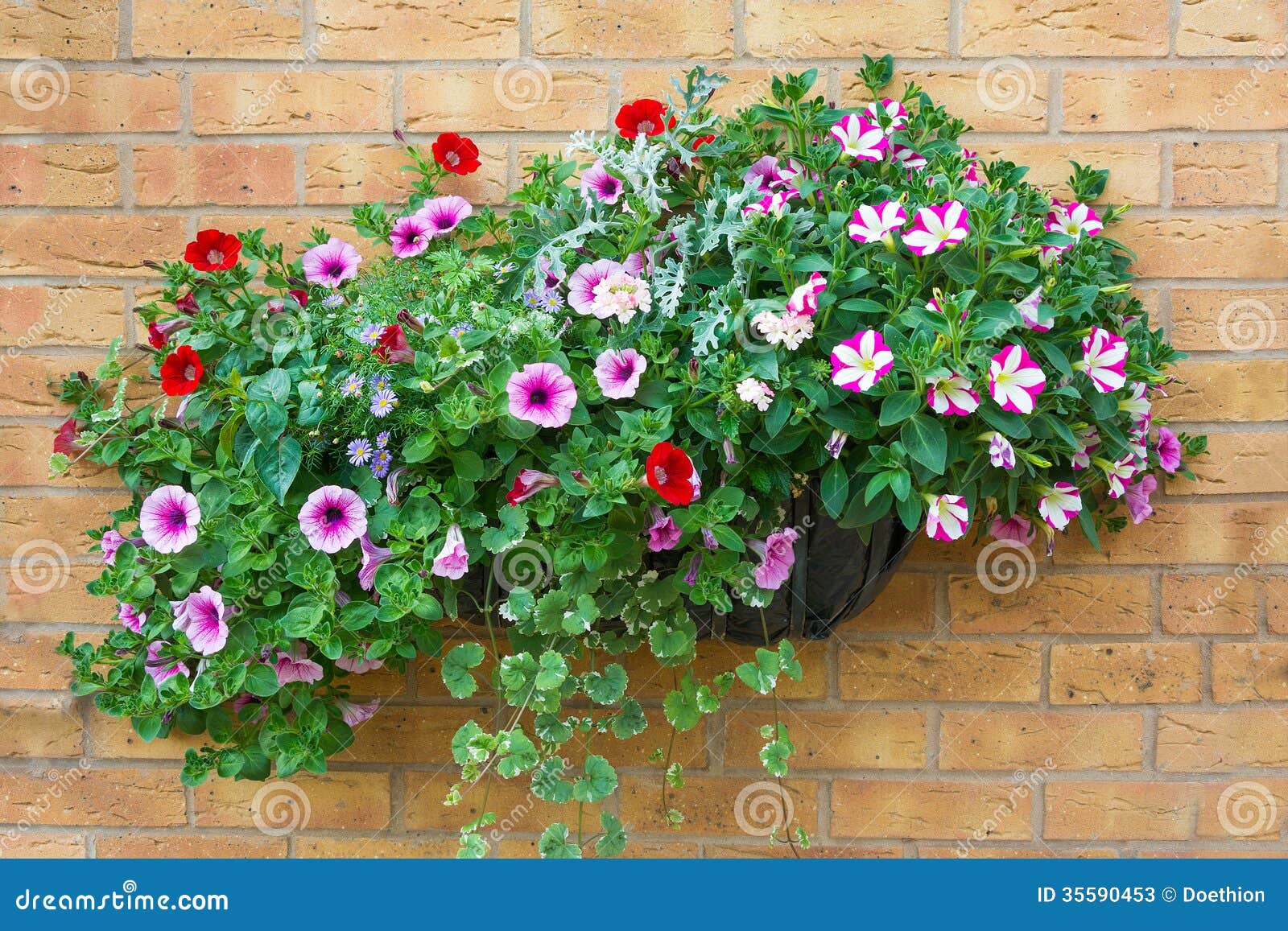 Summer Bedding Flowers in a Wall Mounted Basket. Stock Image Image of