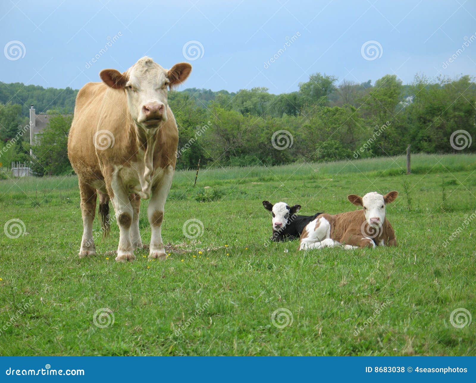 Summer Bliss stock photo. Image of field, mammal, eating - 8683038