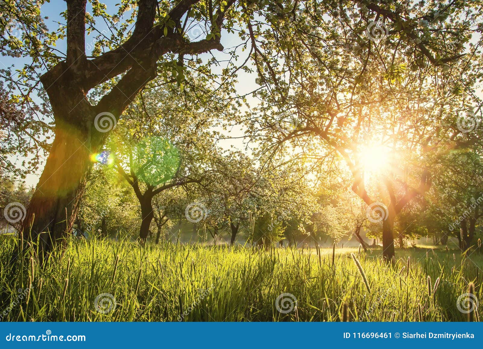 Summer Blossoming Apple Orchard at Sunrise. Bright Warm Sunlight in ...