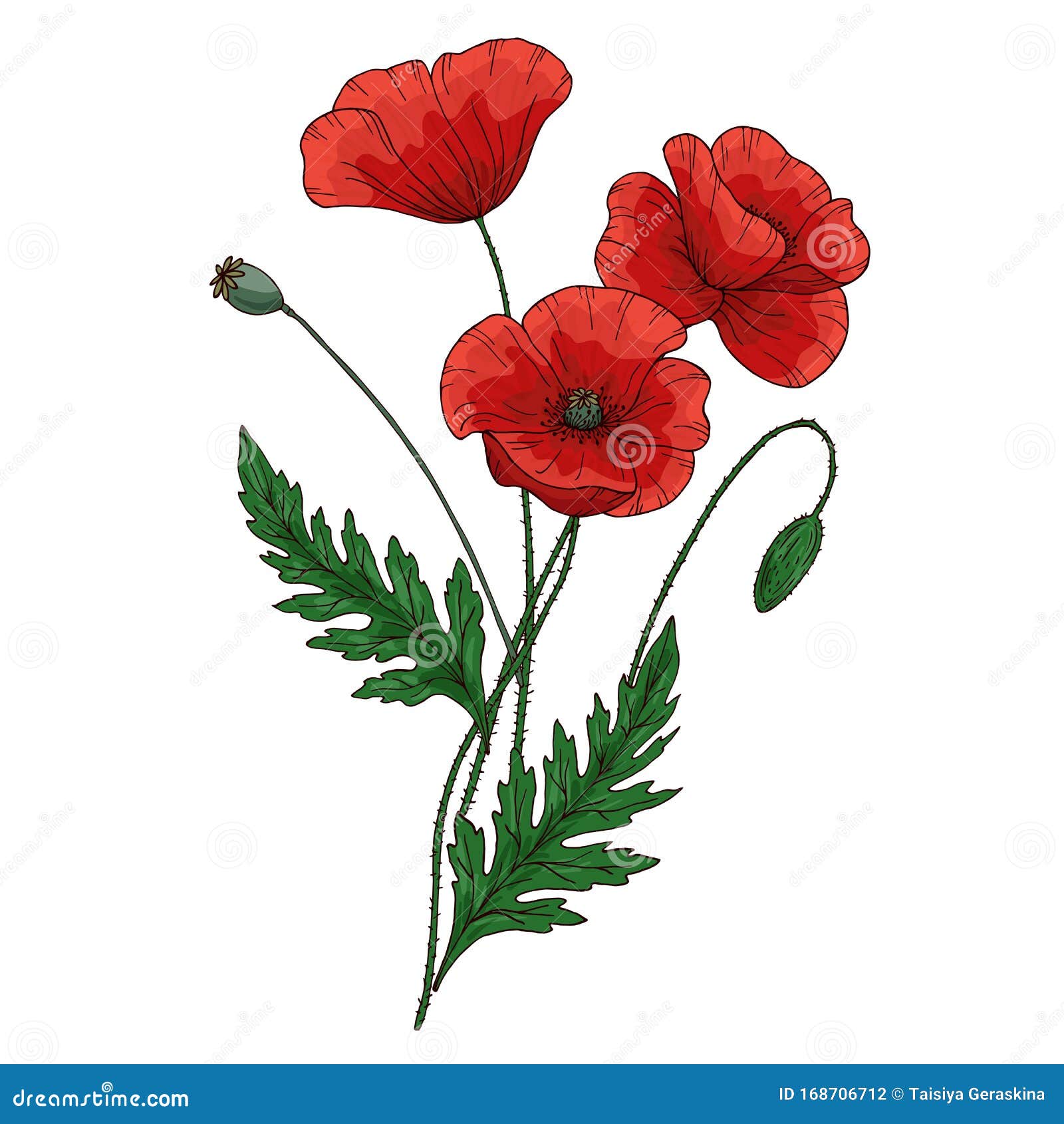 Summer Bouquet with Red Poppy Flower. Papaver. Green Stems and Leaf ...