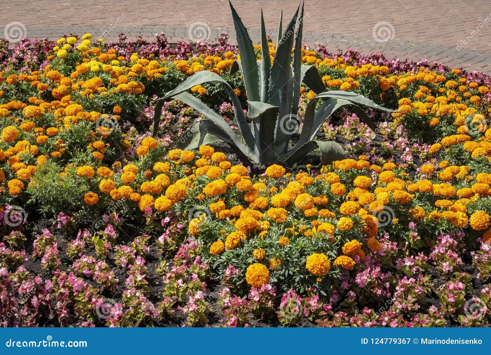 Summer Bright Flower Bed Of Yellow And Orange Marigold Flowers Tagetes Erecta Mexican Aztec Or African Marigold With The Big A Stock Image Image Of Field Leaves 124779367