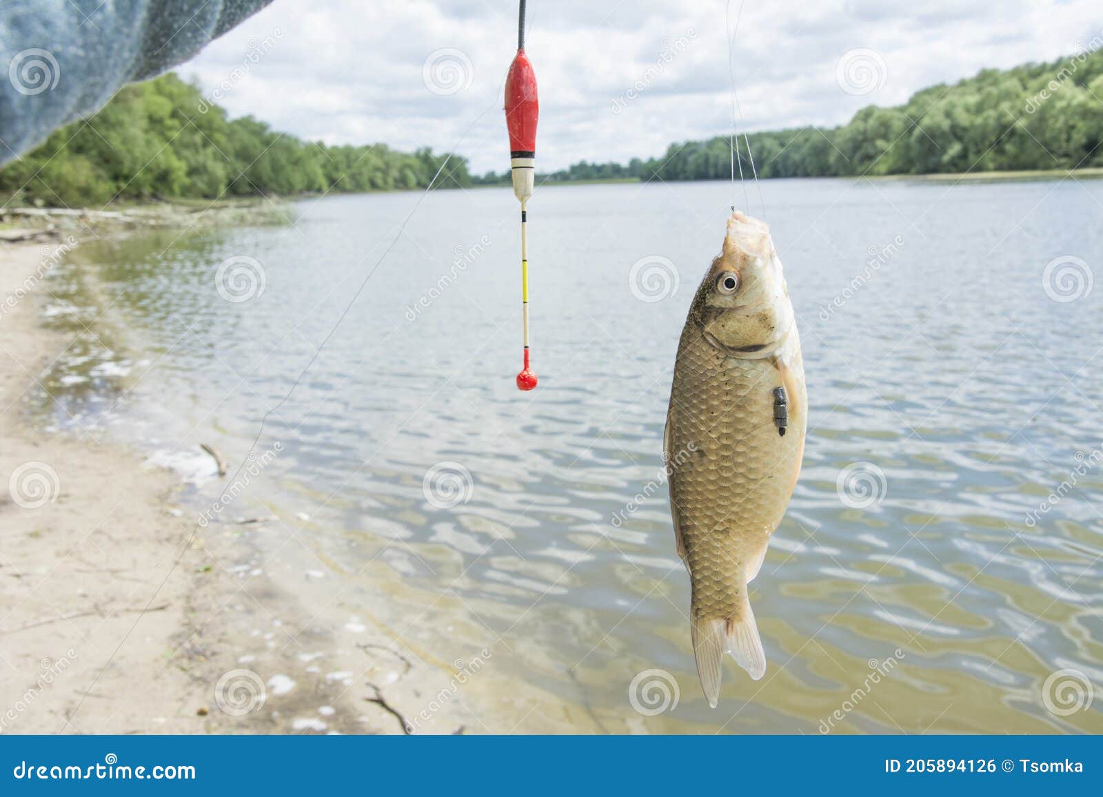 https://thumbs.dreamstime.com/z/summer-bright-sunny-day-crucian-carp-fishing-line-float-summer-sunny-day-crucian-carp-fishing-205894126.jpg