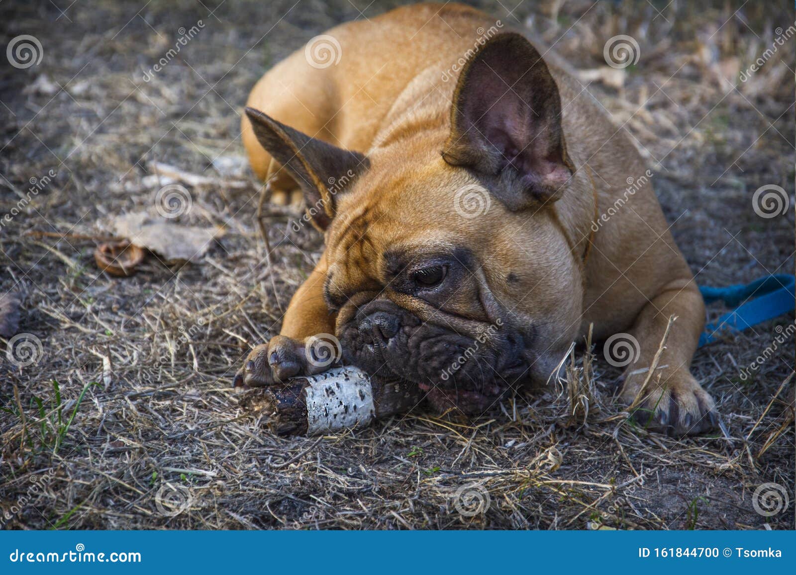 in summer, a brown french bulldog lies in the park and nibbles a stick