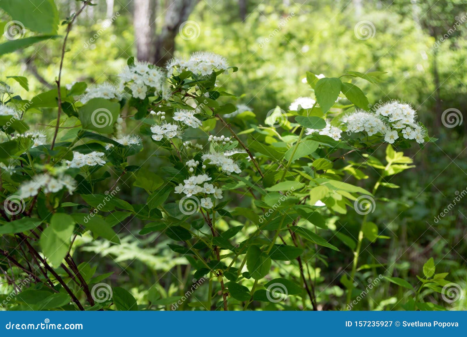 bush flowering spirea white lat. spiraea alba grows in the forest