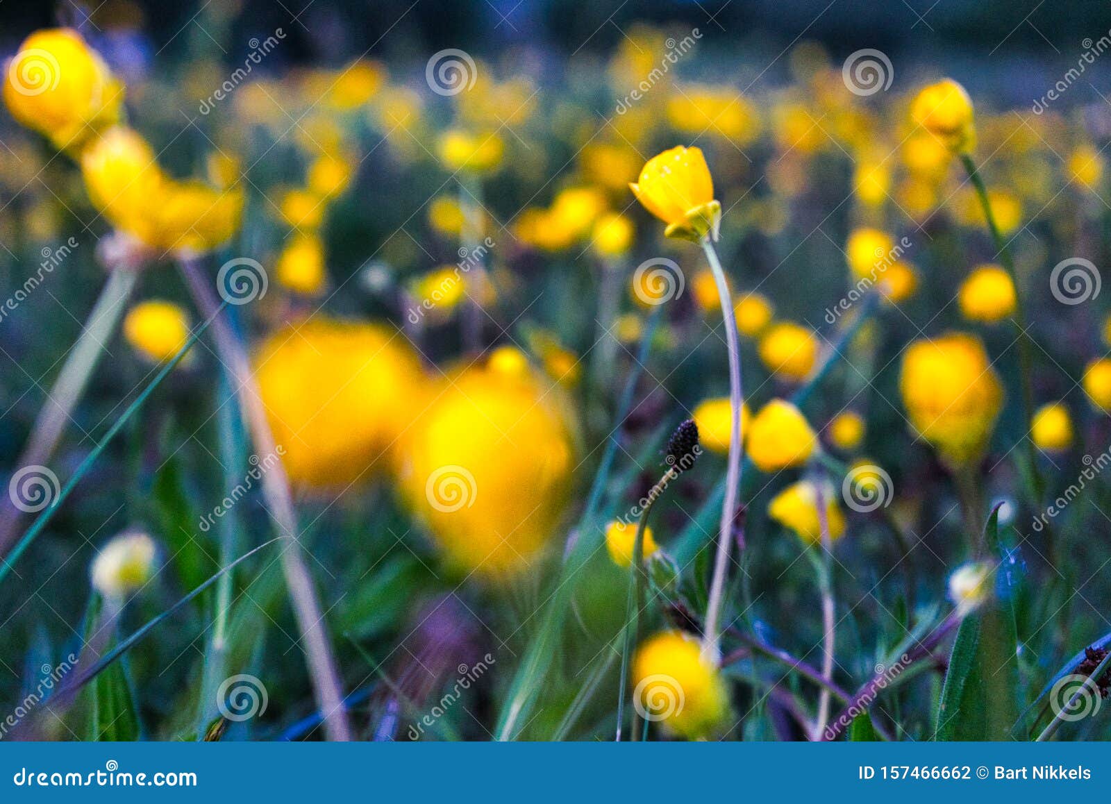 summer buttercups