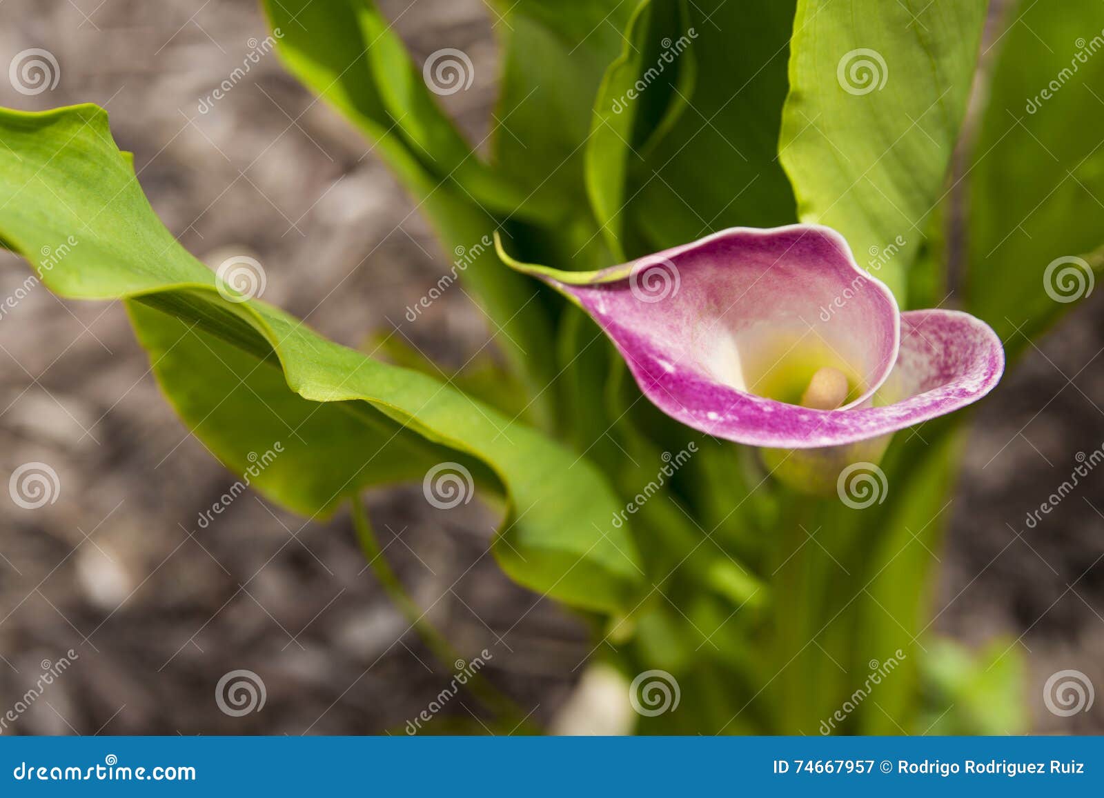 summer calla lily
