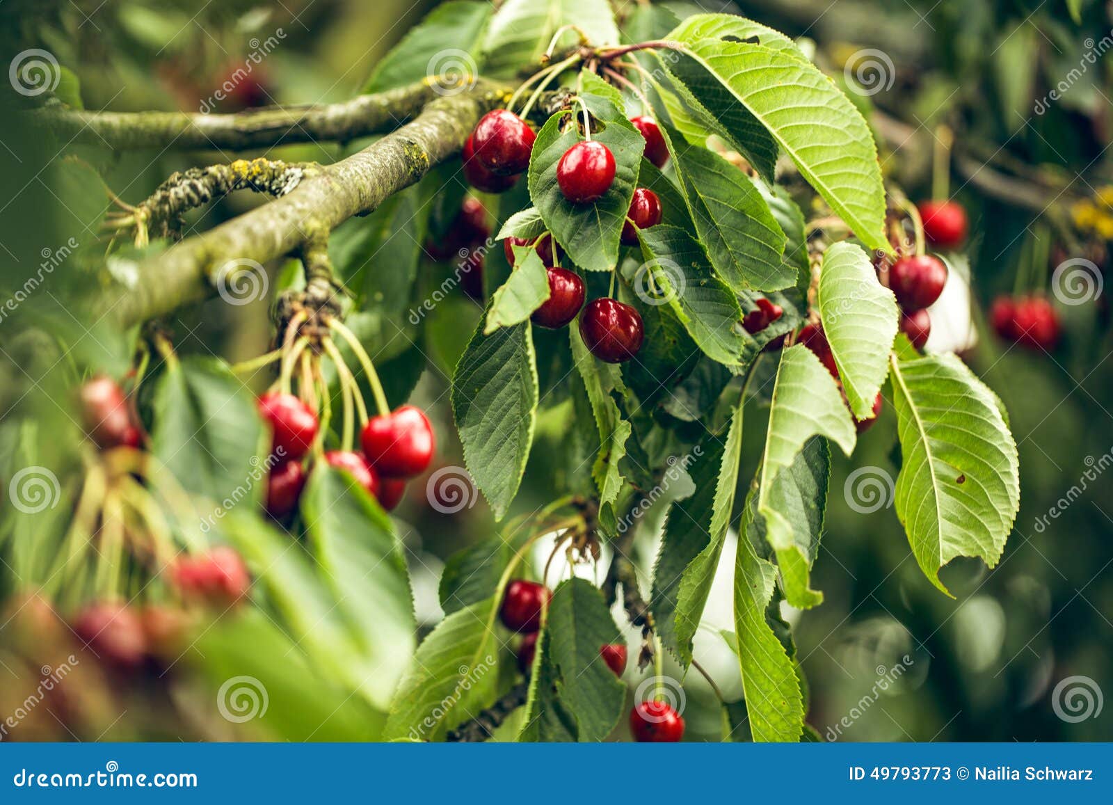 Summer Cherries stock image. Image of evergreen, plant 49793773