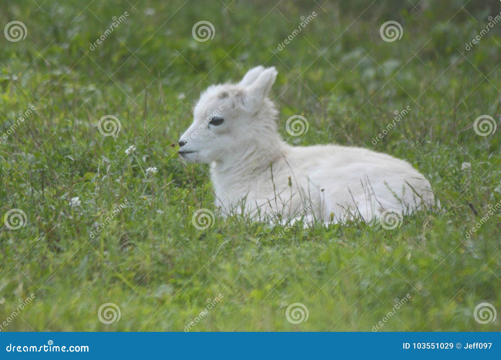 summer resting dall sheep lamb