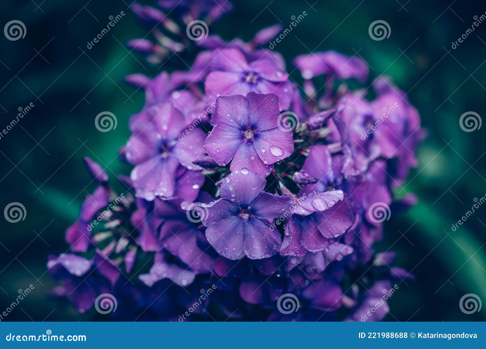 Summer Colorful Scented Phlox Flowers Stock Photo - Image of blossom ...